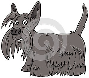 Scottish Terrier purebred dog cartoon illustration