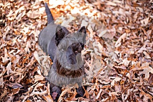 Scottish Terrier Purebred dog at a fall landscape