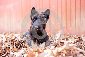 Scottish Terrier Purebred dog at a fall landscape