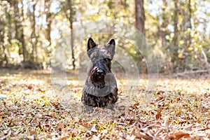 Scottish Terrier Purebred dog at a fall landscape