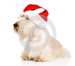 Scottish Terrier in red christmas Santa hat. on