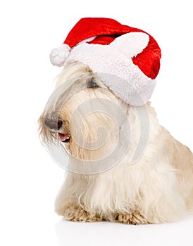 Scottish Terrier in red christmas Santa hat. on white b