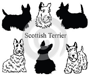 Scottish terrier set. Collection of pedigree dogs. Black white illustration of a scottish terrier dog. Vector drawing of