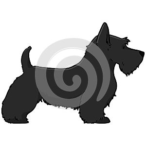 Scottish Terrier side body black color