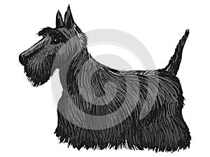 Scottish terrier, side view