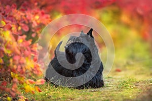 Scottish Terrier standing in red and yellow trees