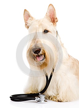 Scottish Terrier with a stethoscope on his neck. isolated on white background