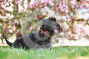 Scottish terrier taking a rest from playing on nature spring