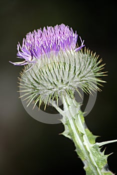 Scottish Thistle