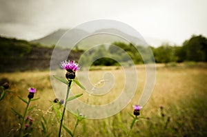 Scottish thistle