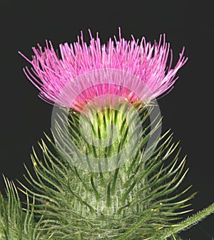 Scottish thistle