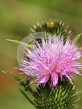 Scottish Thistle bloom with pink and purple pastel colors
