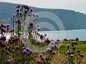 Scottish Thistle on Isle of Hoy