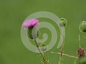 Scottish Thistle pink flowers on green background