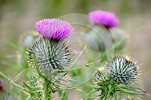 Scottish thistles