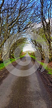Scottish Tree lined path with soft light and Shadows within a Scottish park in summertime
