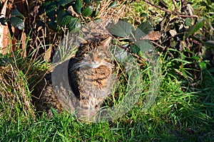Scottish wild cat photo