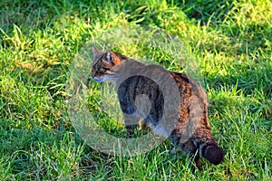 Scottish wild cat photo