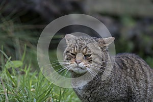 Scottish wild cat portrait