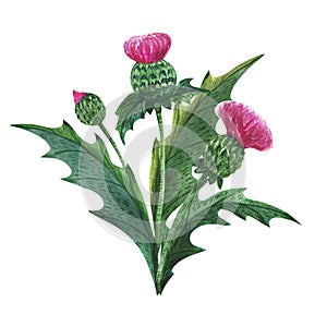 Scottish wild plants boutonniere, thistle bouquet