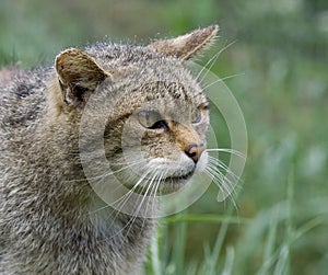 Scottish wildcat photo
