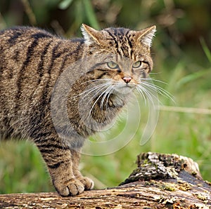 Scottish Wildcat photo