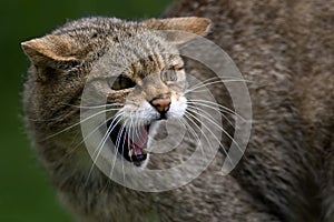 Scottish Wildcat photo