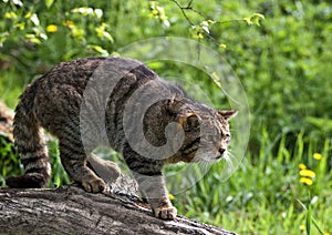 Scottish Wildcat photo