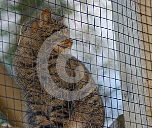 Scottish Wildcat in caged captivity