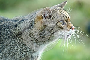 Scottish Wildcat Endangered wildlife photo