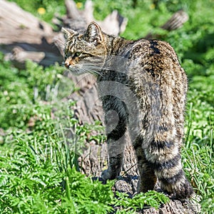 The Scottish wildcat Felis silvestris silvestris photo