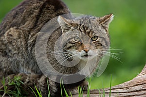 Scottish Wildcat Felis Silvestris Grampia