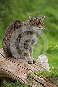 Scottish Wildcat Felis Silvestris Grampia