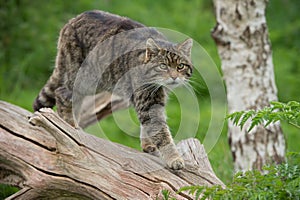 Scottish Wildcat Felis Silvestris Grampia