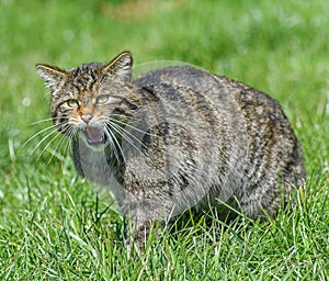 The Scottish wildcat Felis silvestris silvestris