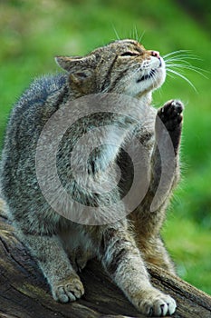 Scottish Wildcat having a scratch photo