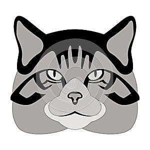 Scottish wildcat head vector illustration flat