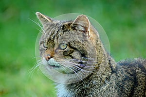 Wildcat photo