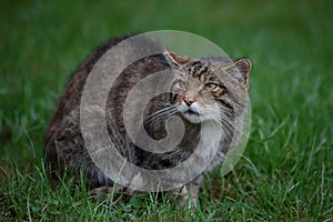 Scottish wildcat