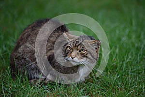 Scottish wildcat