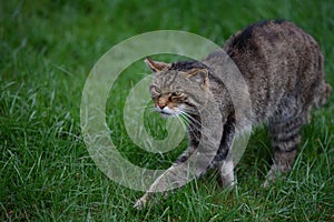 Scottish wildcat