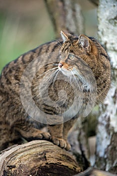 Scottish Wildcat