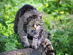 Scottish Wildcat, Scotland, UK, Europe