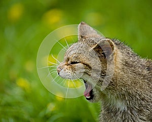 Scottish Wildcat yawning
