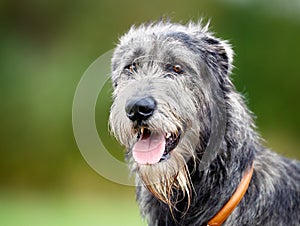 Scottish wolfhound