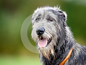 Scottish wolfhound photo