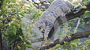 Scottish young cat color Whiskas, gently down the tree branch.