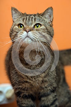 Scottishstraight cat with yellow eyes