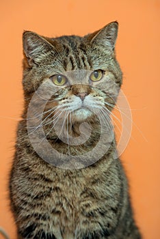 Scottishstraight cat with yellow eyes