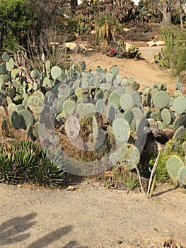 Scottsdale Arizona desert blue skies landscape